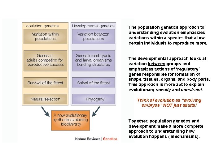 The population genetics approach to understanding evolution emphasizes variations within a species that allow