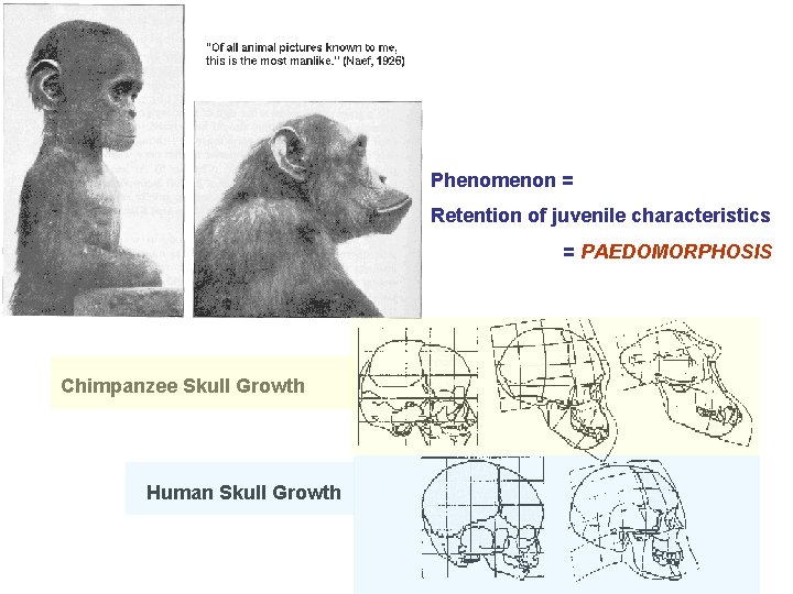 Phenomenon = Retention of juvenile characteristics = PAEDOMORPHOSIS Chimpanzee Skull Growth Human Skull Growth