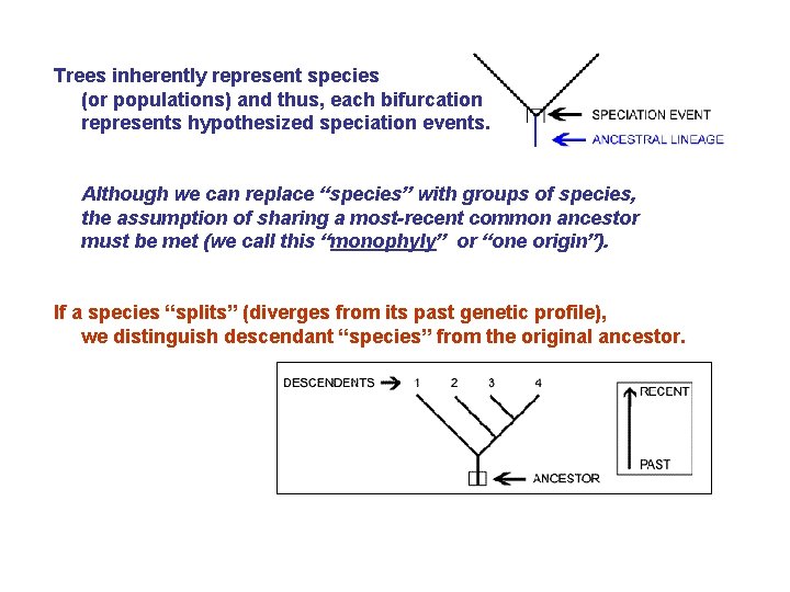 Trees inherently represent species (or populations) and thus, each bifurcation represents hypothesized speciation events.