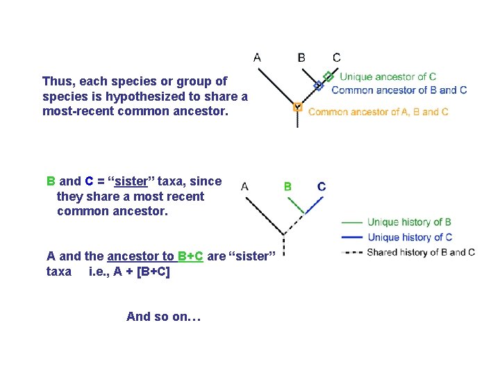 Thus, each species or group of species is hypothesized to share a most-recent common