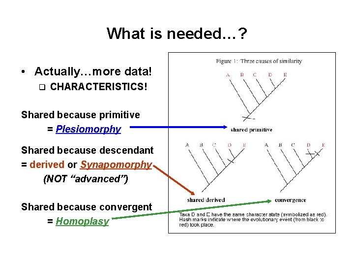 What is needed…? • Actually…more data! q CHARACTERISTICS! Shared because primitive = Plesiomorphy Shared