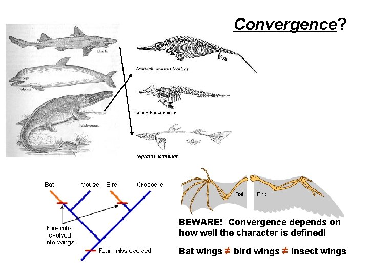 Convergence? BEWARE! Convergence depends on how well the character is defined! Bat wings ≠