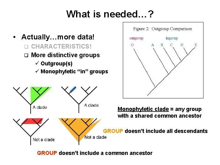 What is needed…? • Actually…more data! CHARACTERISTICS! q More distinctive groups q ü Outgroup(s)