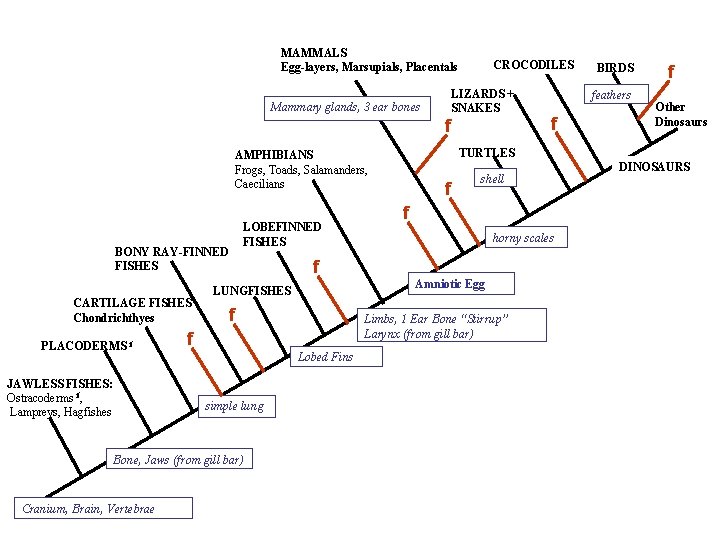 MAMMALS Egg-layers, Marsupials, Placentals CROCODILES LIZARDS + SNAKES Mammary glands, 3 ear bones f