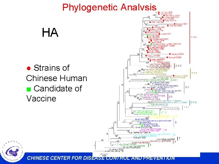 Phylogenetic Analysis HA ● Strains of Chinese Human ■ Candidate of Vaccine CHINESE CENTER