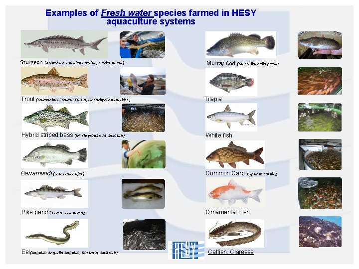 Examples of Fresh water species farmed in HESY aquaculture systems Sturgeon (Acipenser: gueldenstaedtii ,