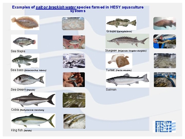 Examples of salt or brackish water species farmed in HESY aquaculture systems Grouper(Epinephelinae) Sturgeon