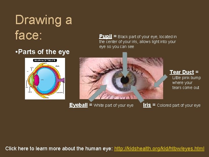Drawing a face: • Parts of the eye Pupil = Black part of your