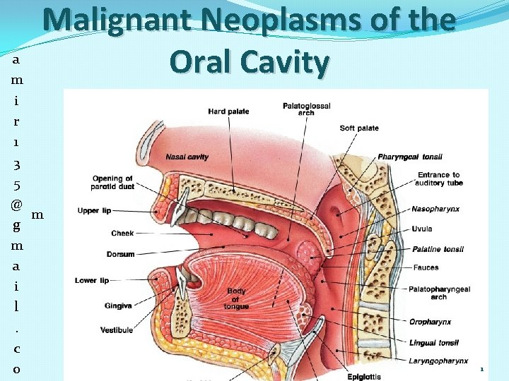 Malignant Neoplasms of the Oral Cavity a m i r 1 3 5 @