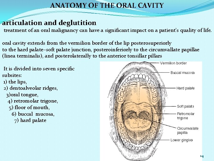 ANATOMY OF THE ORAL CAVITY articulation and deglutition treatment of an oral malignancy can