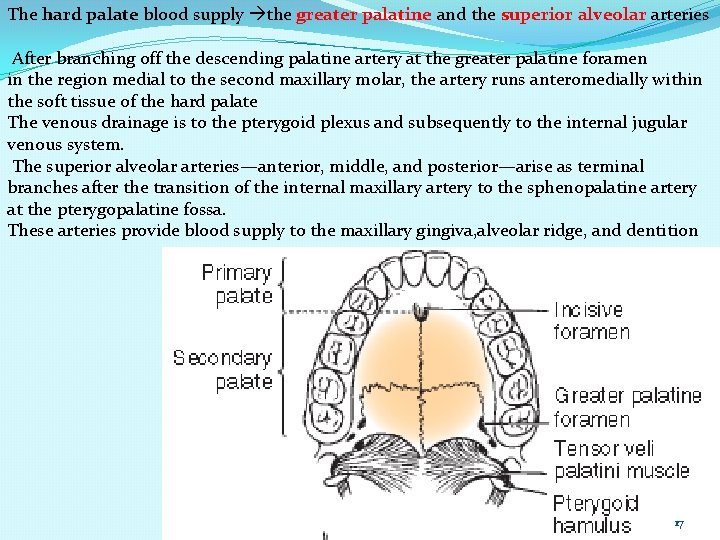 The hard palate blood supply the greater palatine and the superior alveolar arteries After