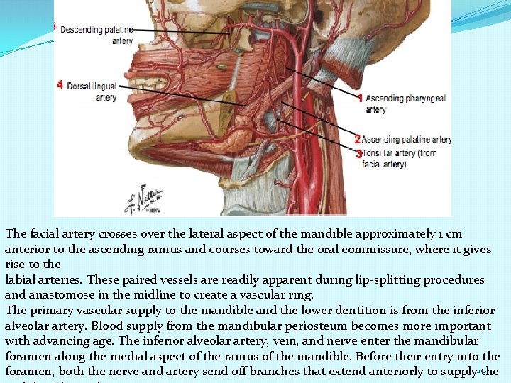 The facial artery crosses over the lateral aspect of the mandible approximately 1 cm