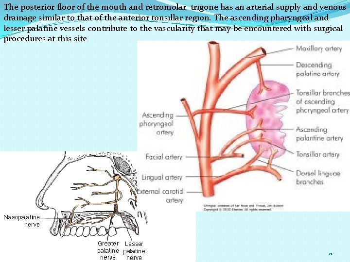 The posterior floor of the mouth and retromolar trigone has an arterial supply and