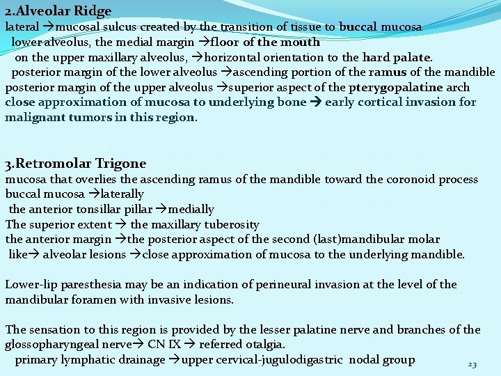 2. Alveolar Ridge lateral mucosal sulcus created by the transition of tissue to buccal