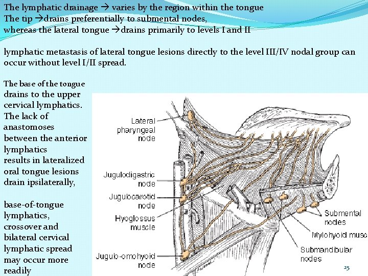 The lymphatic drainage varies by the region within the tongue The tip drains preferentially
