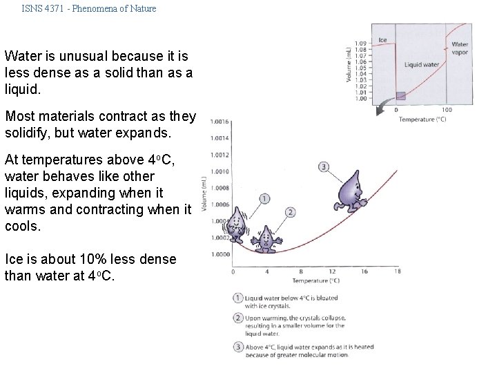 ISNS 4371 - Phenomena of Nature Water is unusual because it is less dense