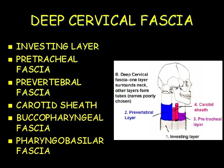DEEP CERVICAL FASCIA n n n INVESTING LAYER PRETRACHEAL FASCIA PREVERTEBRAL FASCIA CAROTID SHEATH