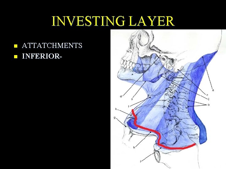 INVESTING LAYER n n ATTATCHMENTS INFERIOR- 