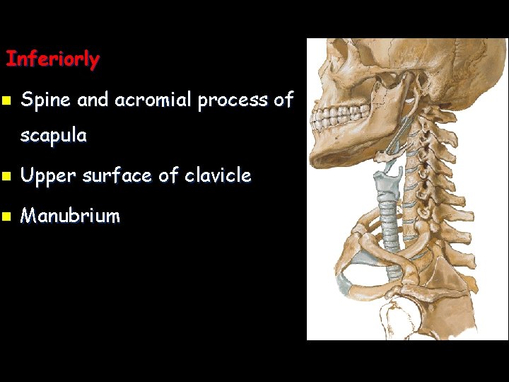 Inferiorly n Spine and acromial process of scapula n Upper surface of clavicle n