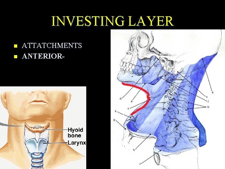 INVESTING LAYER n n ATTATCHMENTS ANTERIOR- 