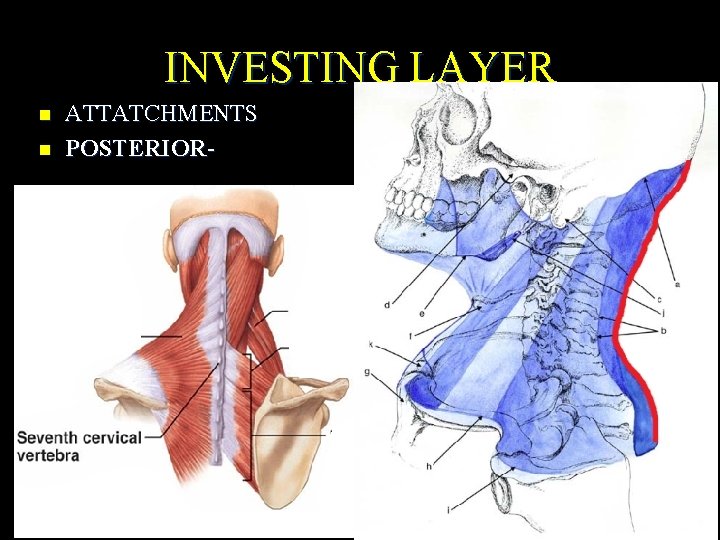 INVESTING LAYER n n ATTATCHMENTS POSTERIOR- 