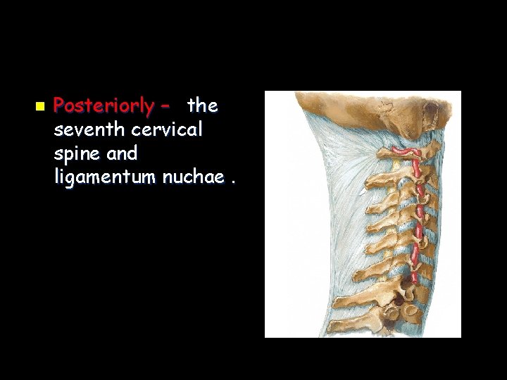 n Posteriorly – the seventh cervical spine and ligamentum nuchae. 
