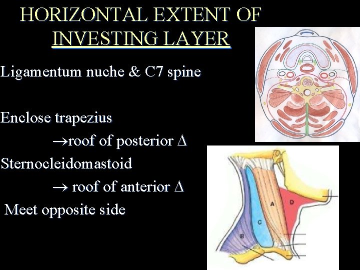 HORIZONTAL EXTENT OF INVESTING LAYER Ligamentum nuche & C 7 spine Enclose trapezius roof