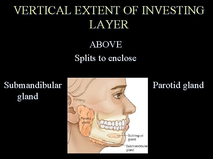 VERTICAL EXTENT OF INVESTING LAYER ABOVE Splits to enclose Submandibular gland Parotid gland 