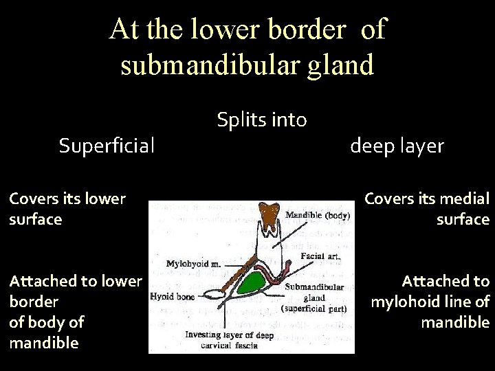 At the lower border of submandibular gland Superficial Covers its lower surface Attached to