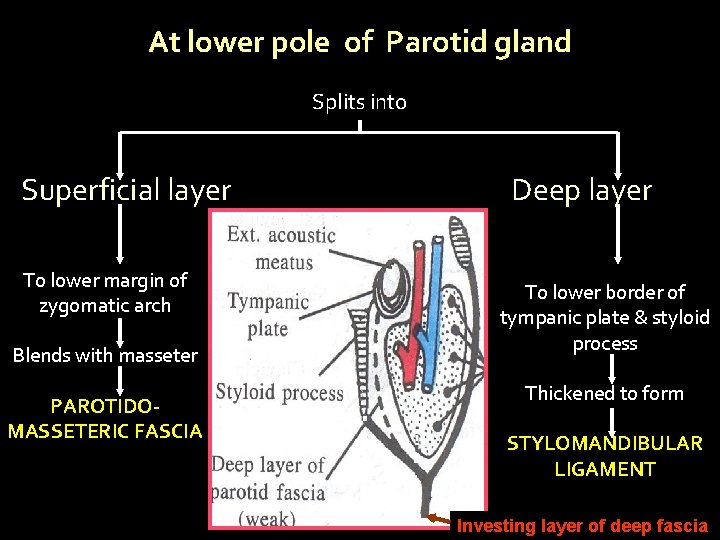 At lower pole of Parotid gland Splits into Superficial layer To lower margin of