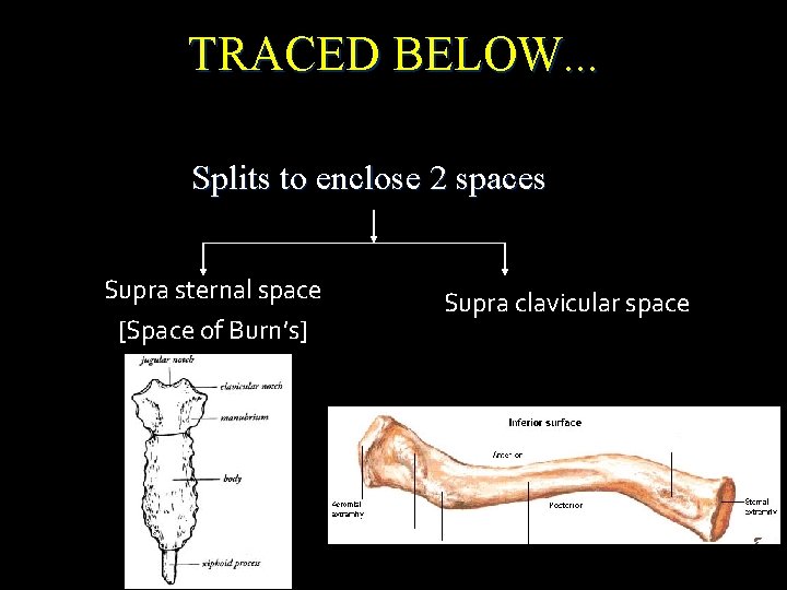 TRACED BELOW. . . Splits to enclose 2 spaces Supra sternal space [Space of