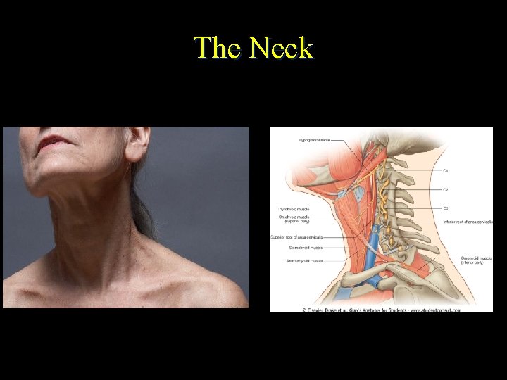 The Neck 