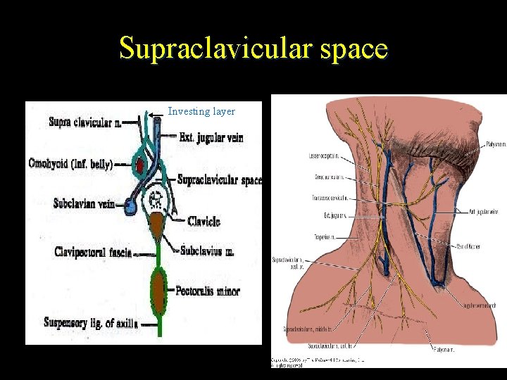 Supraclavicular space Investing layer 