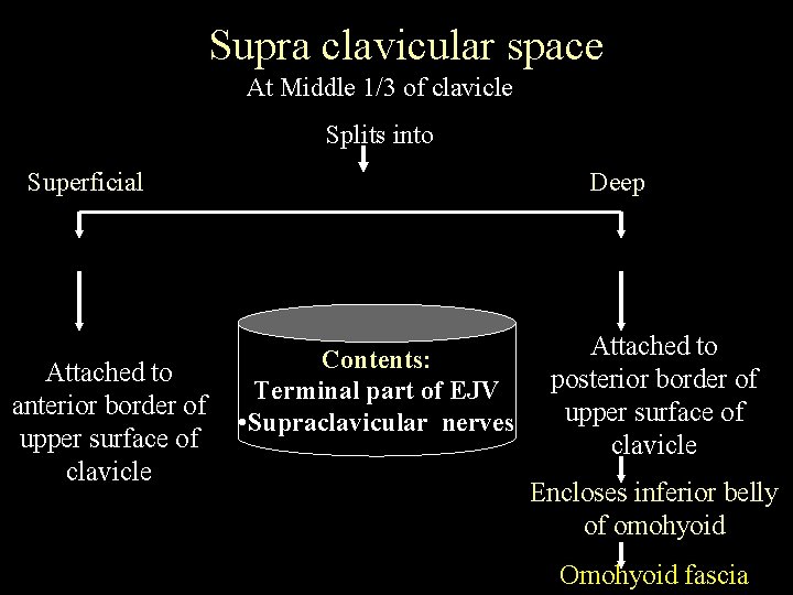 Supra clavicular space At Middle 1/3 of clavicle Splits into Superficial Attached to anterior