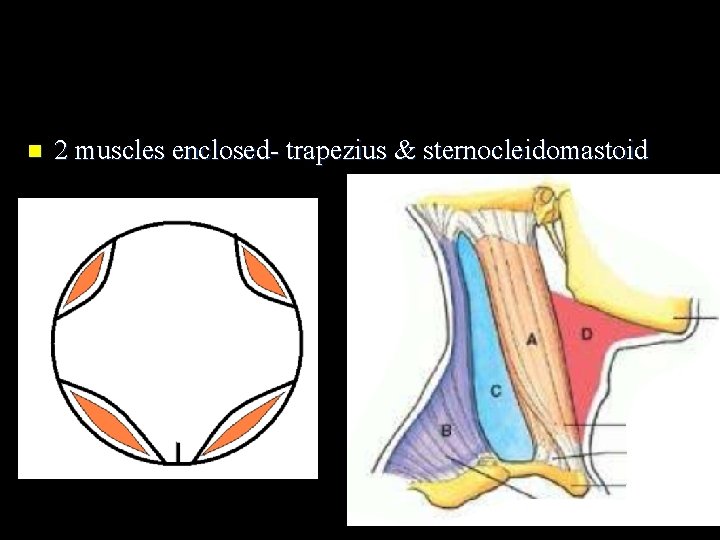 n 2 muscles enclosed- trapezius & sternocleidomastoid 