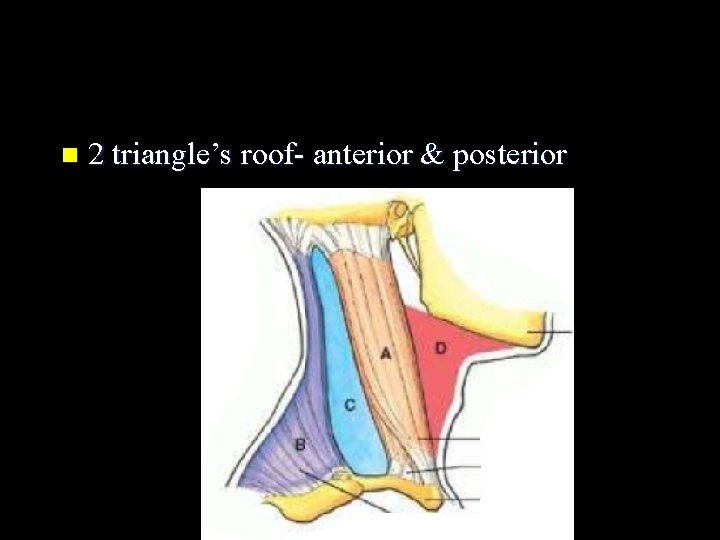 n 2 triangle’s roof- anterior & posterior 
