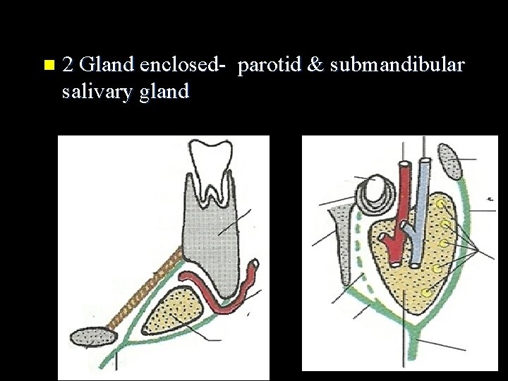 n 2 Gland enclosed- parotid & submandibular salivary gland 