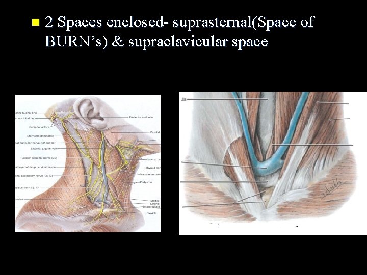 n 2 Spaces enclosed- suprasternal(Space of BURN’s) & supraclavicular space 