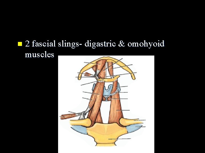 n 2 fascial slings- digastric & omohyoid muscles 