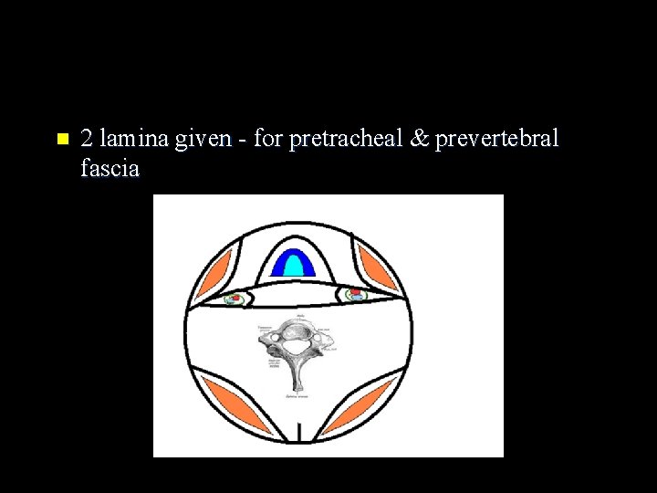 n 2 lamina given - for pretracheal & prevertebral fascia 