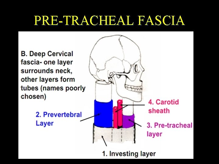 PRE-TRACHEAL FASCIA 