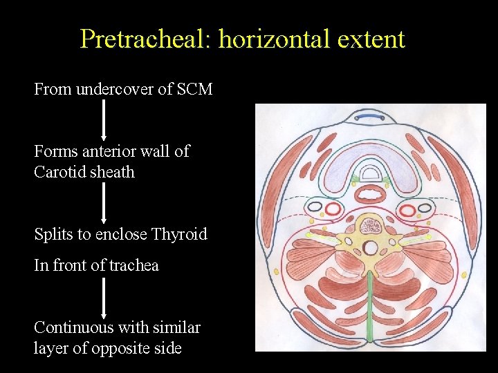 Pretracheal: horizontal extent From undercover of SCM Forms anterior wall of Carotid sheath Splits