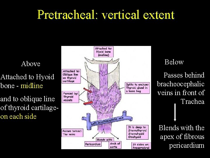 Pretracheal: vertical extent Above Attached to Hyoid bone - midline and to oblique line