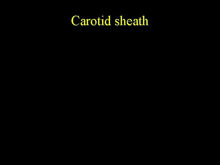 Carotid sheath 