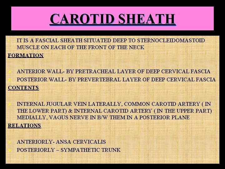 CAROTID SHEATH IT IS A FASCIAL SHEATH SITUATED DEEP TO STERNOCLEIDOMASTOID MUSCLE ON EACH