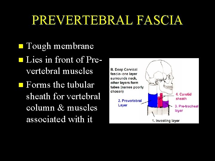 PREVERTEBRAL FASCIA Tough membrane n Lies in front of Prevertebral muscles n Forms the