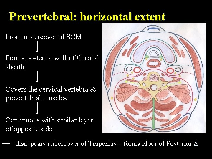 Prevertebral: horizontal extent From undercover of SCM Forms posterior wall of Carotid sheath Covers