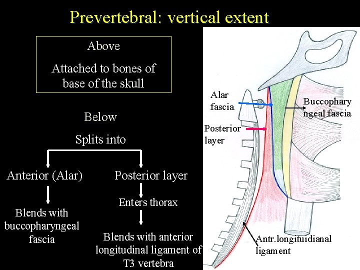 Prevertebral: vertical extent Above Attached to bones of base of the skull Below Alar