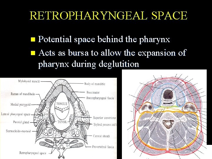 RETROPHARYNGEAL SPACE Potential space behind the pharynx n Acts as bursa to allow the
