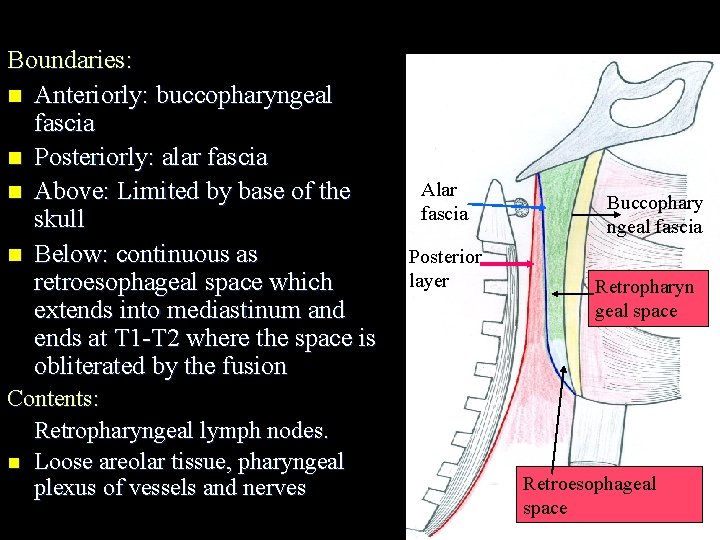 Boundaries: n Anteriorly: buccopharyngeal fascia n Posteriorly: alar fascia n Above: Limited by base